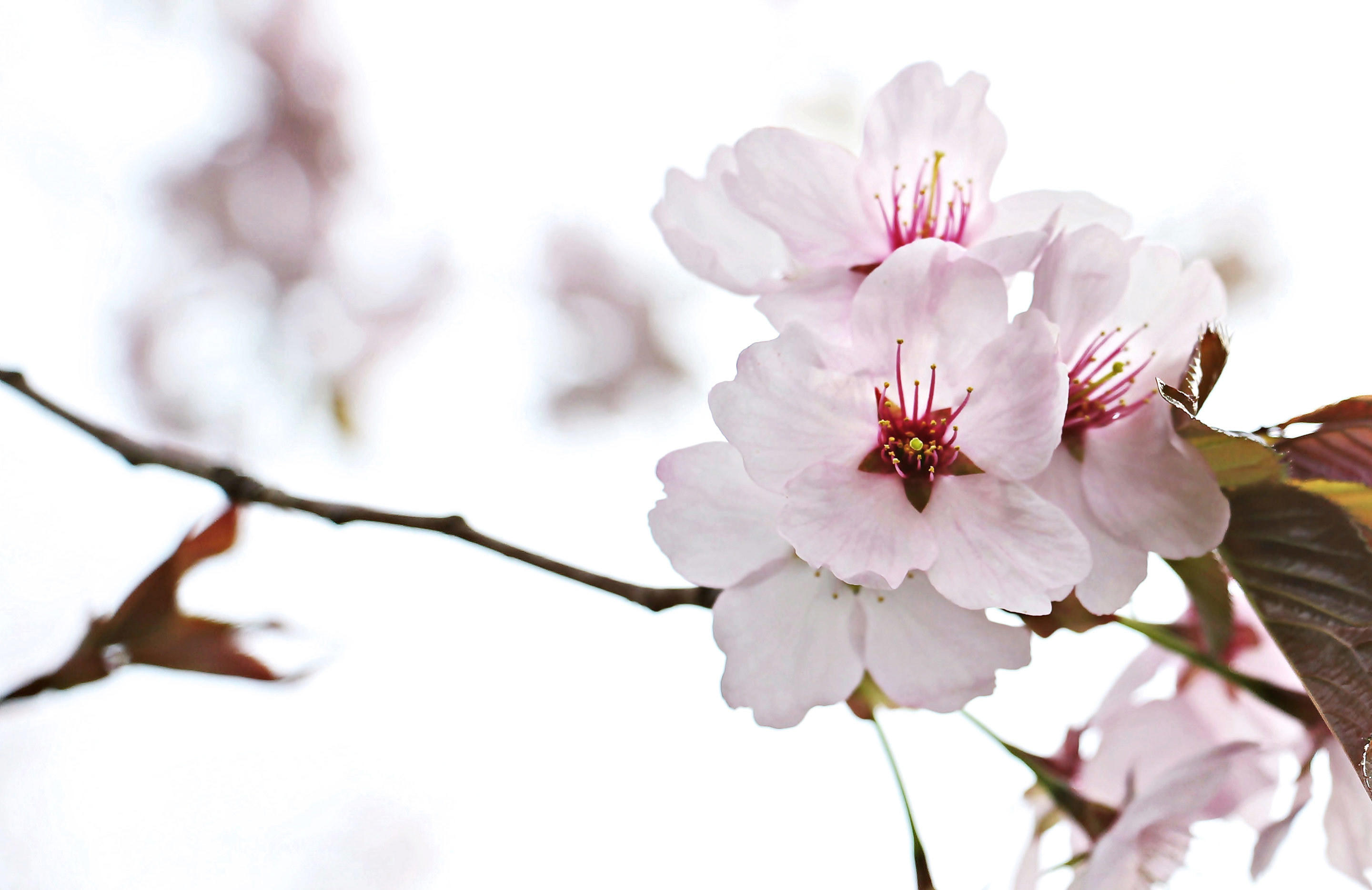 Japanische Kirschblüten